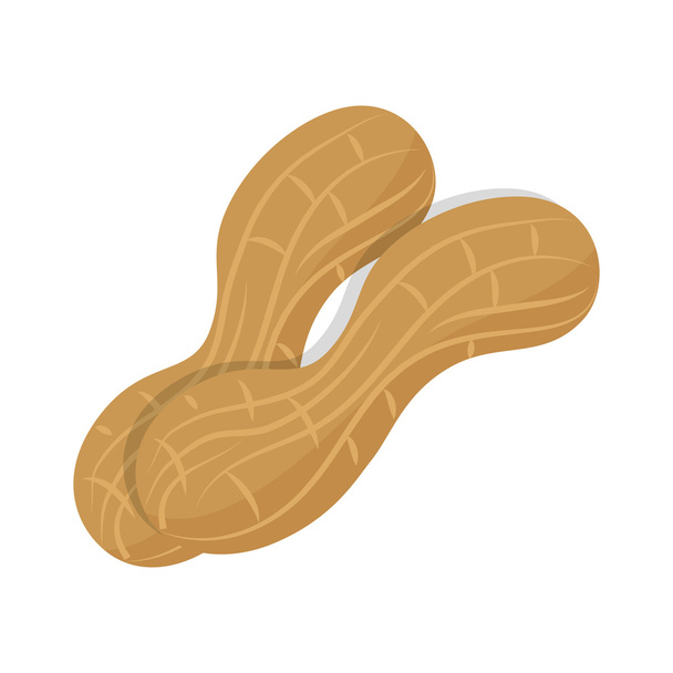 peanut food natural - Vector, Image