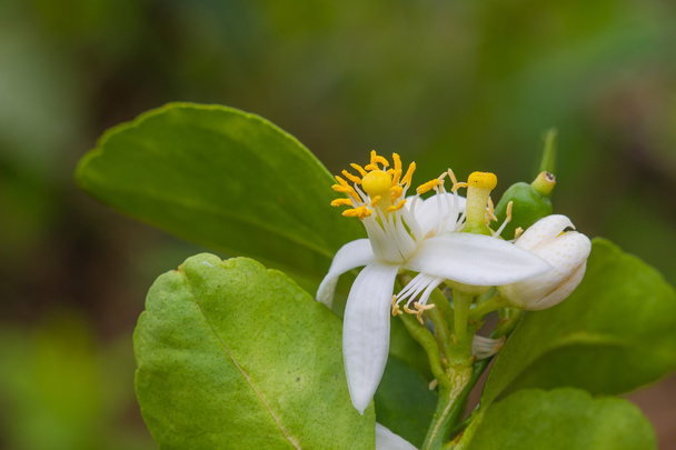 Flower of bergamot fruits on tree - Photo, Image
