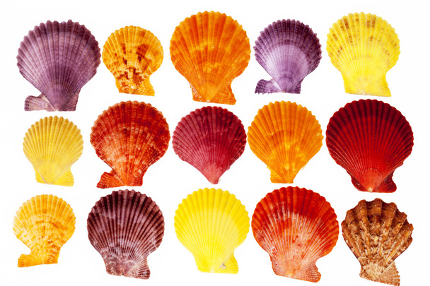 Collection colorful sea shells of mollusk isolated on white background - Photo, image