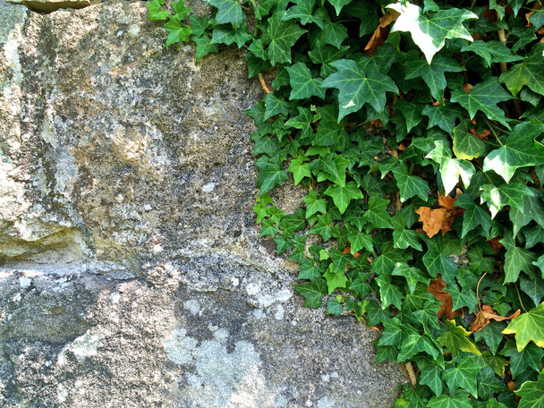 vieux mur d'abbaye avec lierre
 - Photo, image