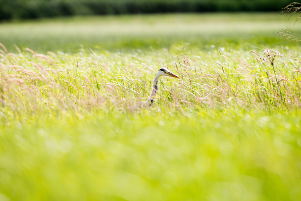 Czapla Siwa sideview w trawie - Zdjęcie, obraz