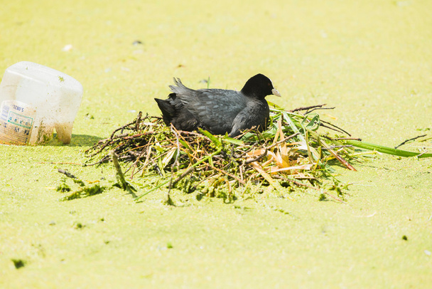 Blässhühner (fulica atra) auf dem Nest - Foto, Bild