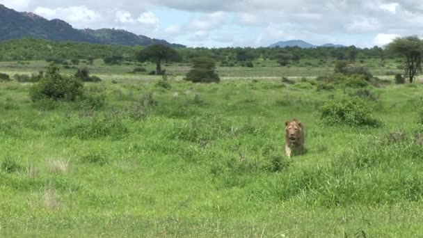 Wilde Löwen gefährliches Säugetier Afrikanische Savanne Kenia - Filmmaterial, Video