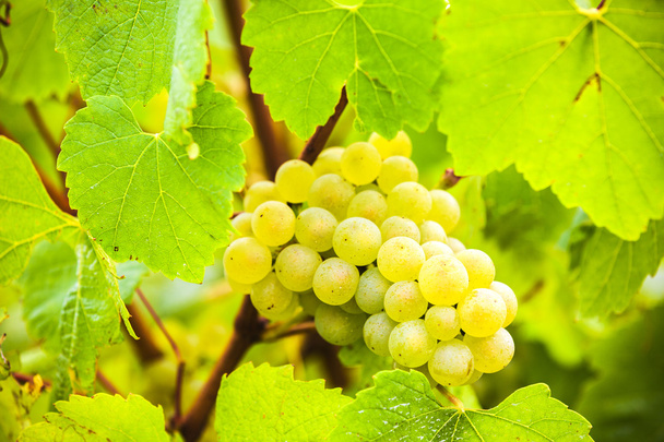 білий виноград у винограднику на фермі
 - Фото, зображення
