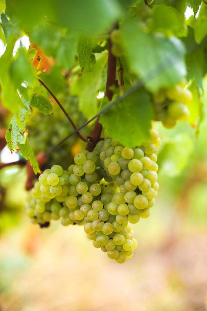 Bílé hrozny na vinici na farmě - Fotografie, Obrázek