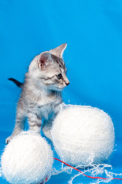 Kitten and threads for knitting - Fotoğraf, Görsel