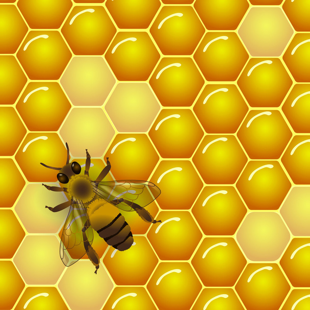 Vektorimehiläisten ja kennojen rakenne tausta
. - Vektori, kuva