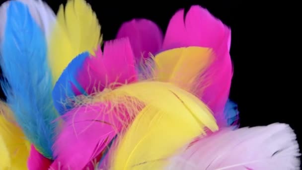 fond coloré avec des plumes multicolores sur noir
 - Séquence, vidéo