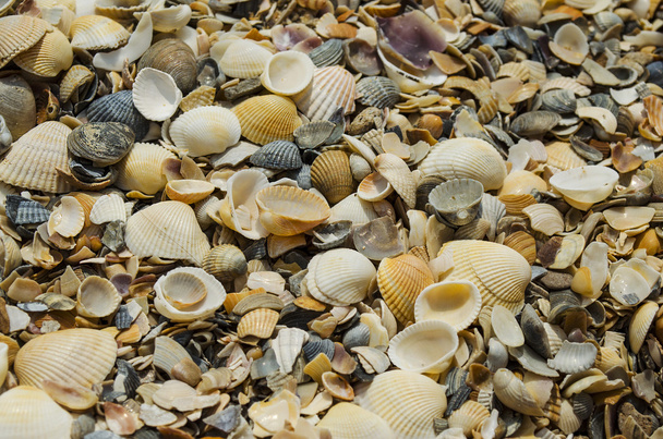 shell as a background - Фото, изображение