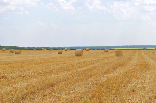 bales of hay in the field - Photo, Image