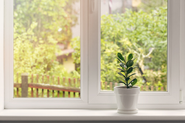 Crassula Blume im Topf auf der Fensterbank - Foto, Bild