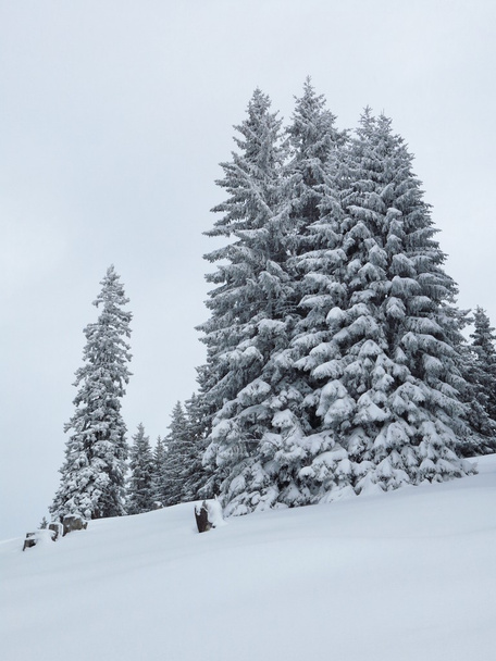 Talviset puut Sveitsin Alpeilla
 - Valokuva, kuva