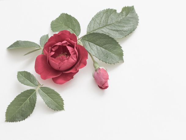 red roses on white  background - Foto, afbeelding