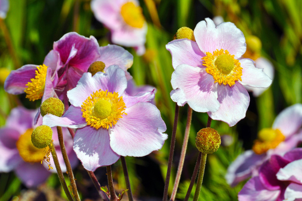 Pink japanese anemone - Photo, Image