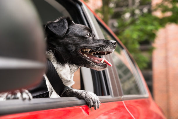 Dog Looking Out Of A Car Window - Photo, Image
