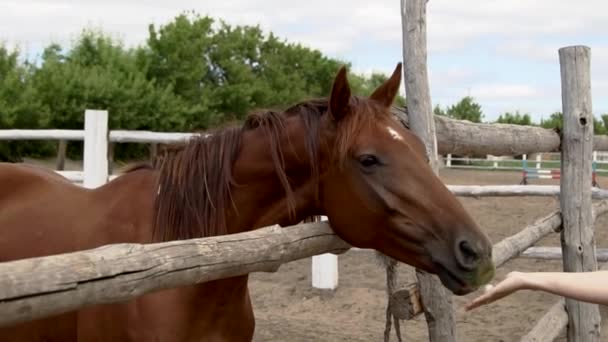 De cerca a caballo comiendo de la mano de mujer
 - Metraje, vídeo