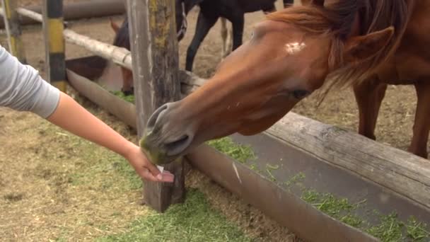 Nahaufnahme eines Pferdes, das von der Hand einer Frau isst - Filmmaterial, Video
