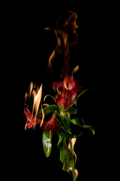 flor de alstroemeria no fogo
 - Foto, Imagem