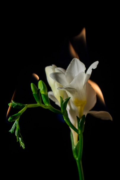 white freesia flower on fire - Foto, Imagem