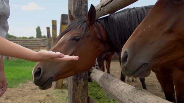Gros plan sur cheval manger de femme main
 - Séquence, vidéo