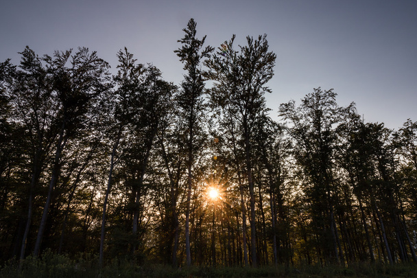 Солнце сквозь деревья
 - Фото, изображение