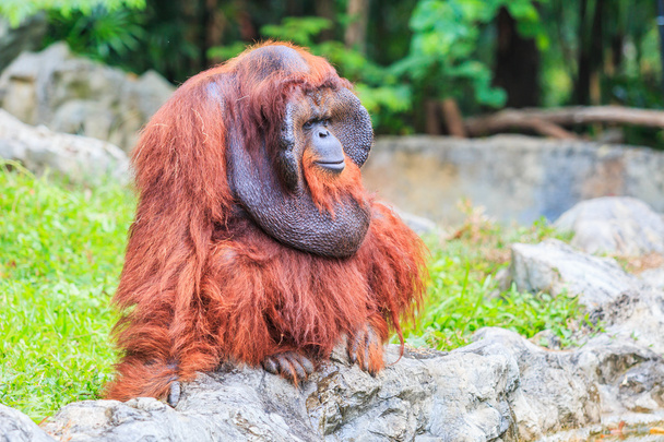 Cute brown orangutan in zoo  - Фото, изображение