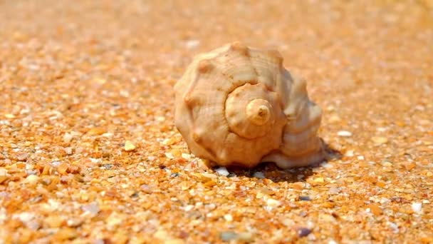A tengerpart shell spirál - Felvétel, videó