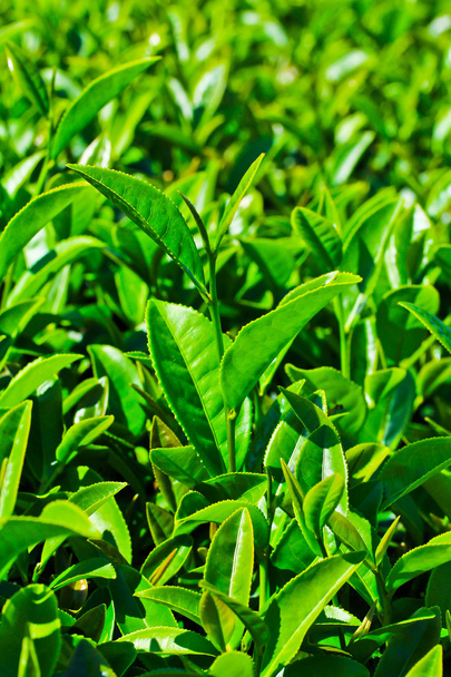 Tea plantation in Thailand  - Zdjęcie, obraz