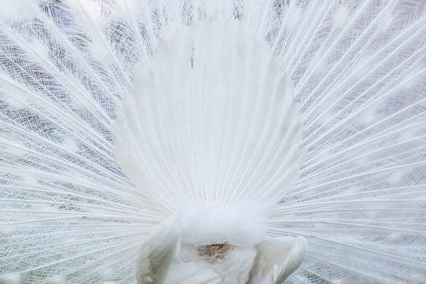 Back view of white peacock tail - Foto, immagini