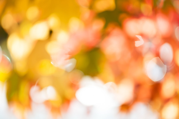 abstract golden foliage in autumn, for blurred background - 写真・画像