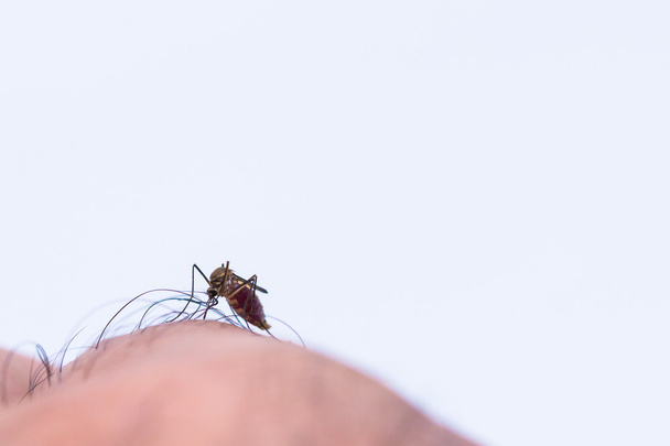 Mosquito chupando sangre humana
 - Foto, Imagen