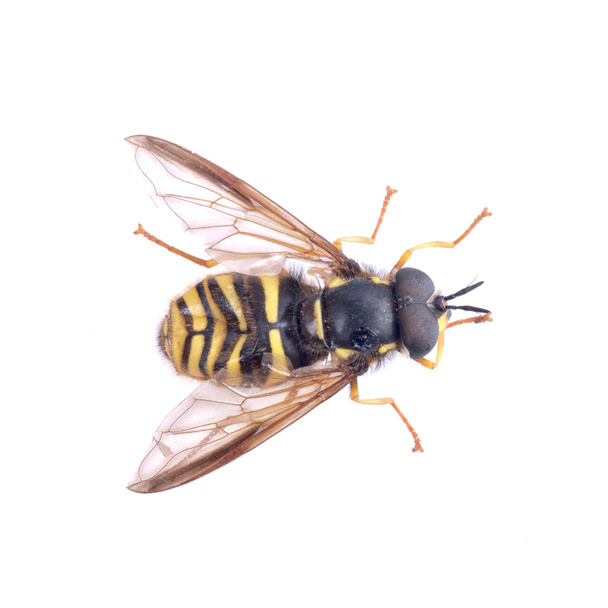 Černá žluté pruhované moucha na bílém pozadí - Fotografie, Obrázek