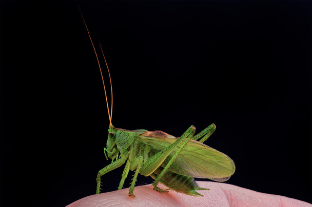 Green grasshopper on hand on a black background - Photo, Image