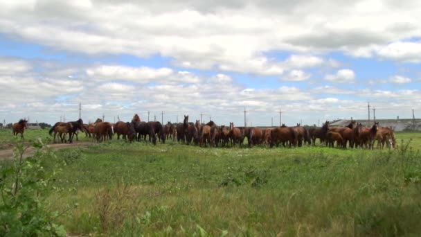 Άλογα που βόσκουν σε ένα πεδίο πράσινο φόντο πόλους ηλεκτρικής ενέργειας - Πλάνα, βίντεο