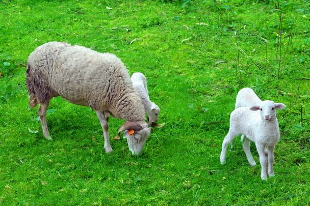 羊と小さな羊 - 写真・画像