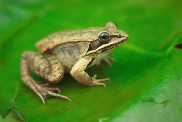коричнева деревна жаба на лілії в ставку в природі
 - Фото, зображення