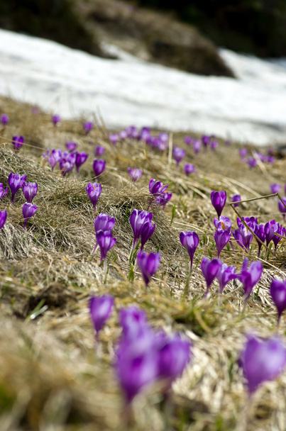 Spring crocus flowers on  natural background. Selective focus - Zdjęcie, obraz