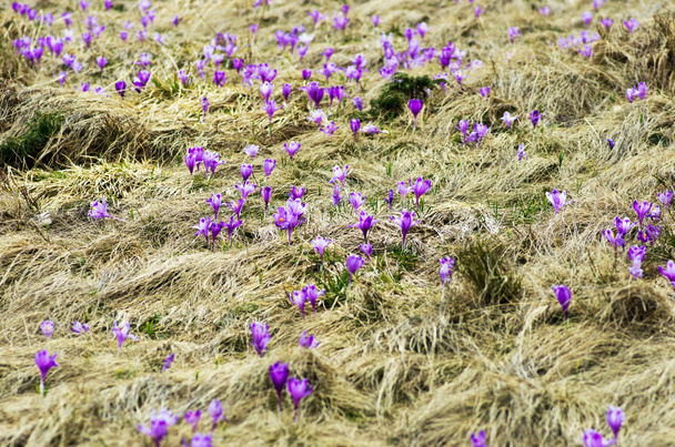 Spring crocus flowers on  natural background. Selective focus - Фото, зображення