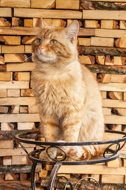 κόκκινο μεγάλο θυμωμένος γάτα συνεδρίαση για το αρχικό backgroung καυσόξυλων - Φωτογραφία, εικόνα
