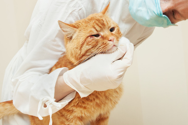 cuidados urgentes na clínica veterinária.Doente gato vermelho
 - Foto, Imagem