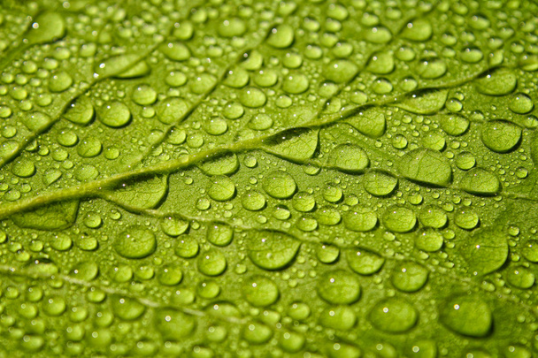 Gotas de lluvia sobre hoja verde
 - Foto, Imagen