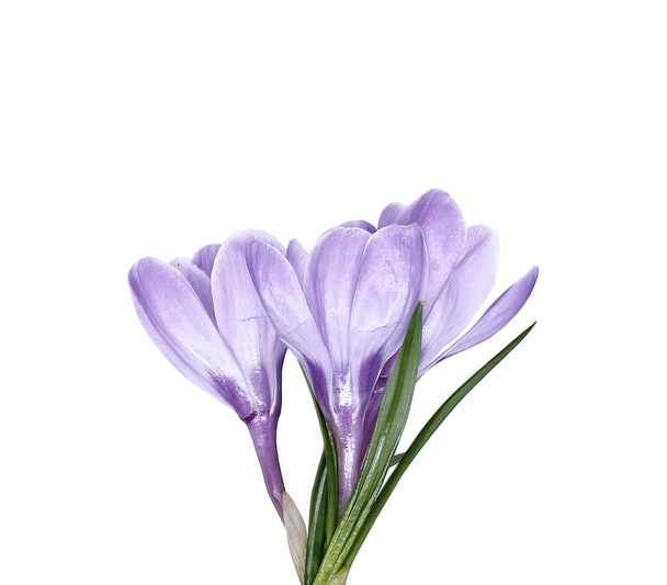 Violet flower of crocus isolated - Фото, изображение