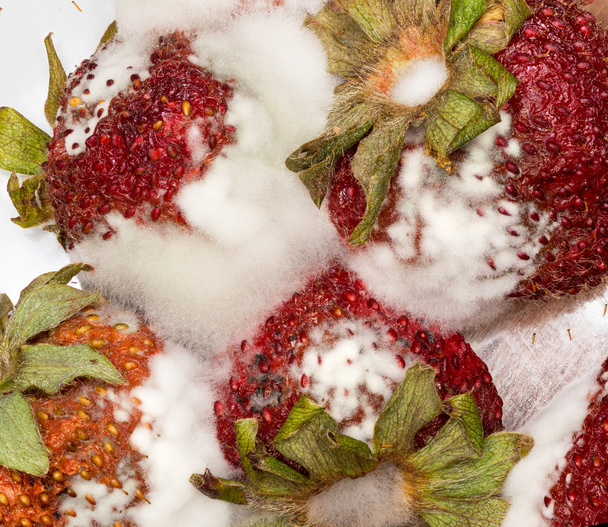 Moldy strawberries in macro close up - Photo, Image
