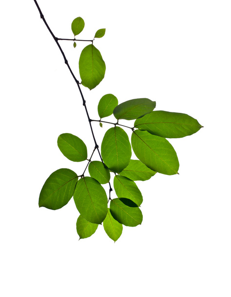zöld levelek fehér háttér - Fotó, kép