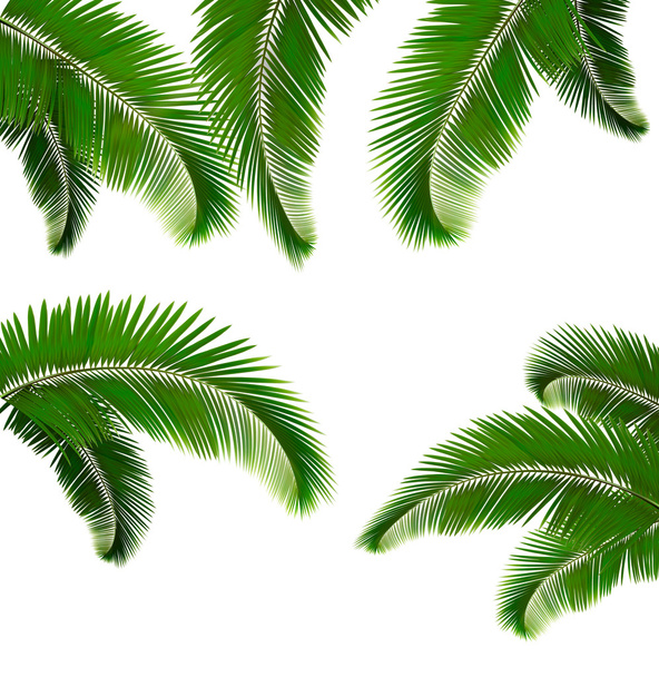 Set of palm leaves on white background - Vector, Image