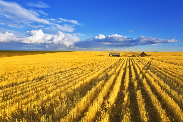 Midday on fields of Montana - Foto, Bild