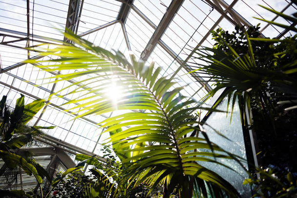 palmy v botanické zahradě, poznámka mělká hloubka pole - Fotografie, Obrázek