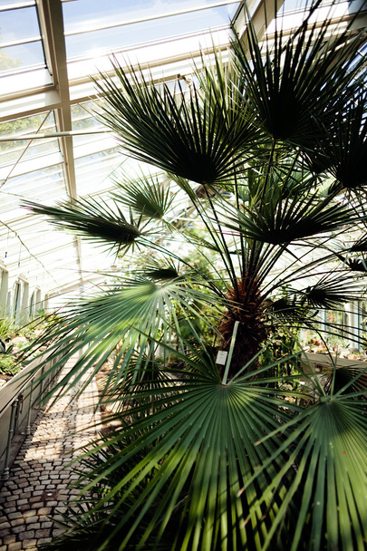 palma w ogrodzie botanicznym, uwaga płytka głębokość pola - Zdjęcie, obraz