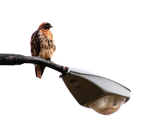 Broad – okřídlené hawk vpravo - Fotografie, Obrázek