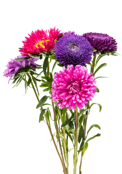 Beautiful flower aster isolated  - Foto, imagen